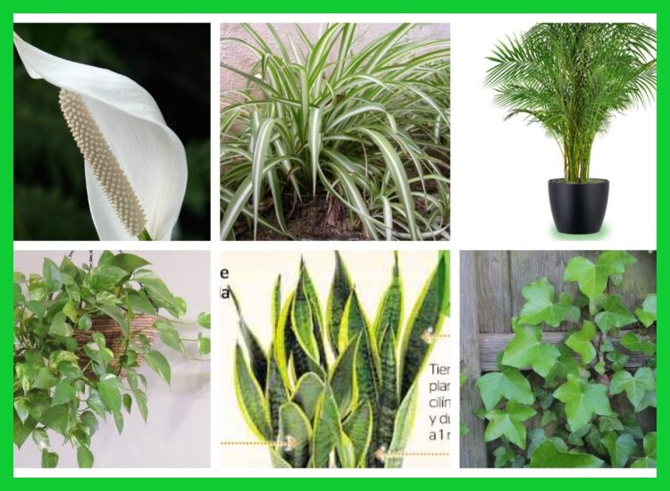 1. ¿Cómo las plantas purifican el aire de forma natural?