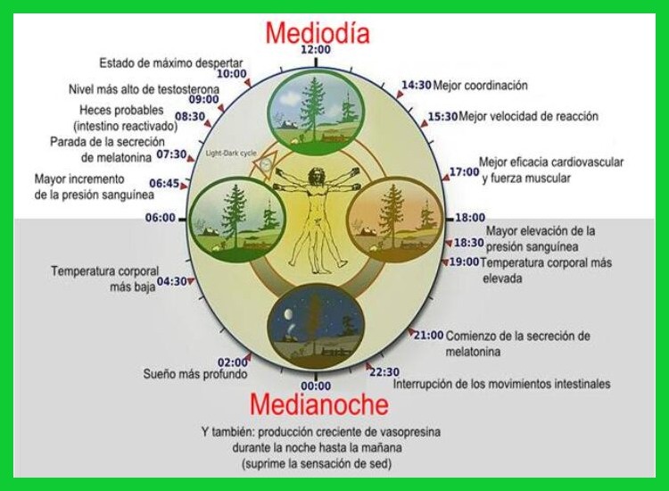 1. La cronobiología de la siesta: identificando la ventana ideal