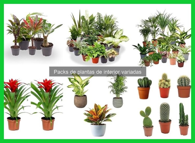 3. Cuidados básicos para mantenerlas saludables