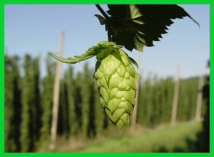 5. El Lúpulo: Más Allá de la Cerveza, un Regulador del Ciclo Sueño-Vigilia