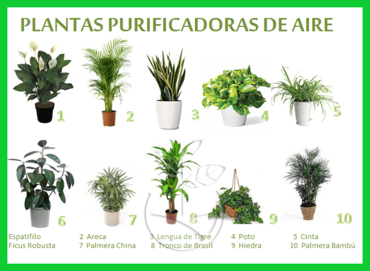 ¿Cuáles son 10 plantas purificadoras de aire destacadas por su adaptabilidad y requerimientos mínimos de cuidado?