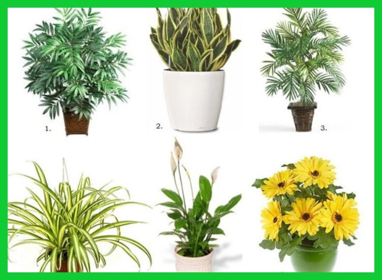 ¿Cuáles son las mejores plantas para purificar el aire en casa si no tengo mucha experiencia?