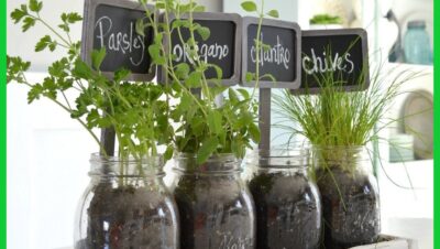 Cultiva hierbas aromáticas en macetas dentro de tu cocina - Cultiva hierbas aromáticas