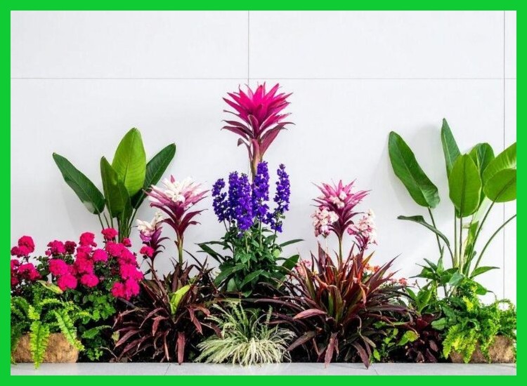 ¿Puedo combinar diferentes plantas para un efecto sinérgico?